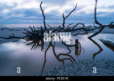 Lowcountry, Hunting Island SP, S. Carolina, USA, von Bill Lea/Dembinsky Foto Assoc Stockfoto