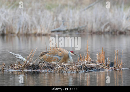 (Antigone canadensis Sandhill Crane, ehemals Grus canadensis) sitzen auf Nest, April, E USA, von Dominique Braud/Dembinsky Foto Assoc Stockfoto