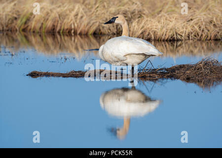 Trumpeter Swans (Cygnus buccinator) Crex wiesen Wildlife Management Area, Frühling, WI, USA, von Dominique Braud/Dembinsky Foto Assoc Stockfoto