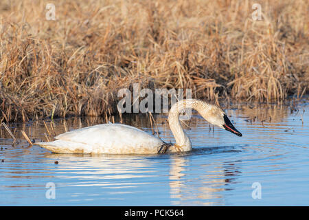 Trumpeter Swans (Cygnus buccinator) Crex wiesen Wildlife Management Area, Frühling, WI, USA, von Dominique Braud/Dembinsky Foto Assoc Stockfoto