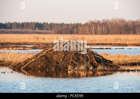 Beaver Lodge (Castor candensis) bei Sonnenuntergang. Crex wiesen Wildlife Management Area, Ende April, WI, USA, von Dominique Braud/Dembinsky Foto Assoc Stockfoto