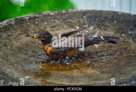 Montreal, Kanada, 1. August 2018. Eine amerikanische Robin in der Badewanne in einem Birdbath. Credit Mario Beauregard/Alamy leben Nachrichten Stockfoto