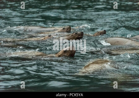 Eine Gruppe von Steller Seelöwen (Eumetopias jubatus) Schwimmen im Meer vor der Küste von Alaska, USA. Stockfoto