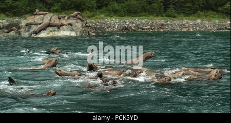 Eine Gruppe von Steller Seelöwen (Eumetopias jubatus) Schwimmen im Meer vor der Küste von Alaska, USA. Stockfoto