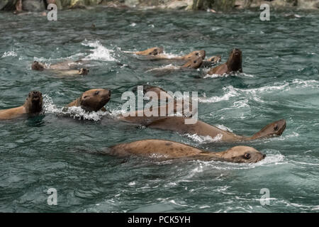 Eine Gruppe von Steller Seelöwen (Eumetopias jubatus) Schwimmen im Meer vor der Küste von Alaska, USA. Stockfoto