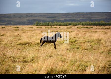 Islandpferde stehen irgendwo auf der Route 1 Stockfoto