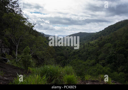 Ausblick über Australische subtropischen Regenwald Stockfoto