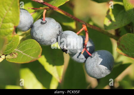 Blaubeeren Reifen auf der Bush. Strauch von Heidelbeeren. Stockfoto