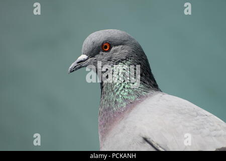 Fokussierte Taube Stockfoto