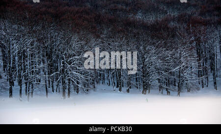 Winter Forest, Italien Stockfoto