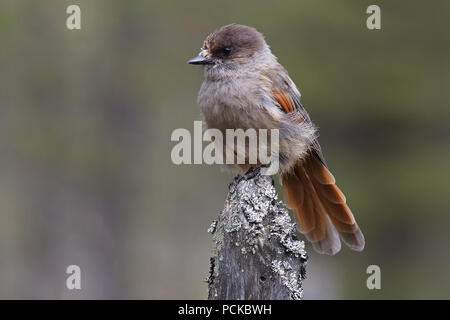 Sibirische Jay, Perisoreus infaustus Stockfoto