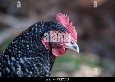 Hinterhof Hühner Plymouth Rock gesperrt Stockfoto