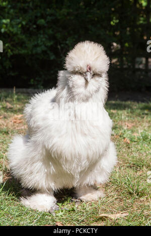 Silkie Haustier Huhn weiß Stockfoto