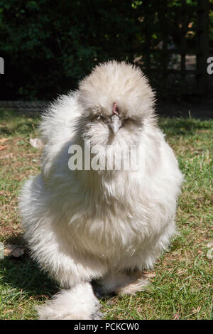 Silkie Haustier Huhn weiß Stockfoto