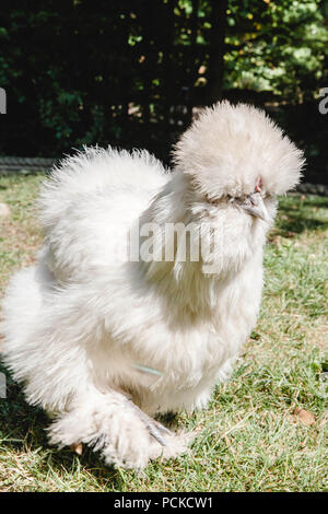 Silkie Haustier Huhn weiß Stockfoto