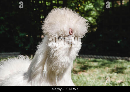 Silkie Haustier Huhn weiß Stockfoto