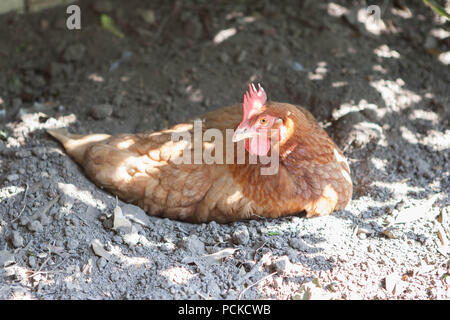 Batterie Huhn Hühner retten Stockfoto