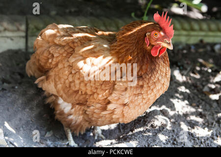 Batterie Huhn Hühner retten Stockfoto