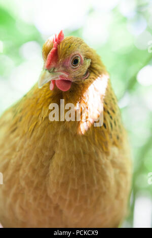 Sablepoot Henne Huhn Stockfoto