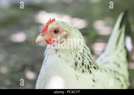 Sablepoot Henne Huhn Stockfoto