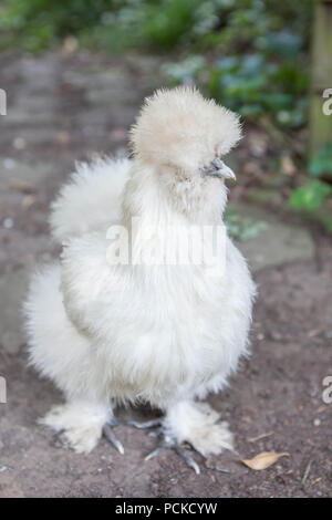 Silkie Haustier Huhn weiß Stockfoto