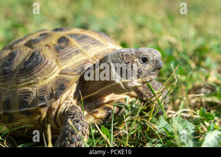 Schöne Nahaufnahme eines russischen Schildkröte oder Horsfield Schildkröte, Agrionemys horsfieldii, im Gras liegen. Stockfoto