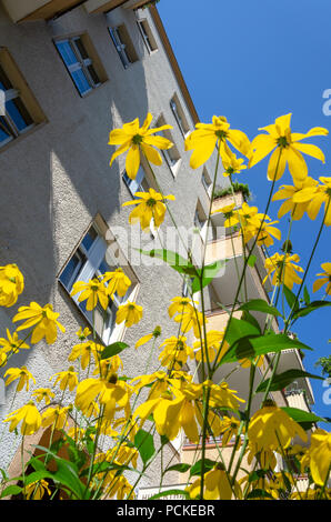 Berlin Mietobjekt mit gelben Blüten. Schöne Landschaft von Immobilien, Vermietungen. Reisen Bild-Serie. Stockfoto