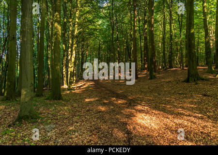 Pfad durch das Herz der Wald im Sommer. Stockfoto