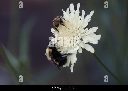 Honey Bee/Hummel, auf eine weiße Blume, Dorothy Harvie Garten, Zoo Calgary, Calgary, Alberta, Kanada Stockfoto