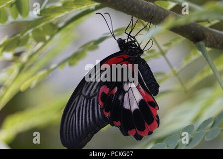 Scarlet Mormone Schmetterling, enmax Wintergarten, Cagary Zoo, Calgary, Alberta, Kanada Stockfoto