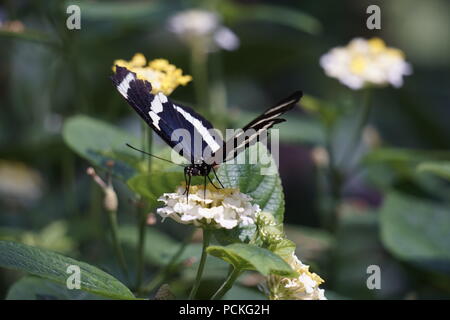 Zebra lange Flügel Schmetterling, enmax Wintergarten, Zoo Calgary, Calgary, Alberta Stockfoto