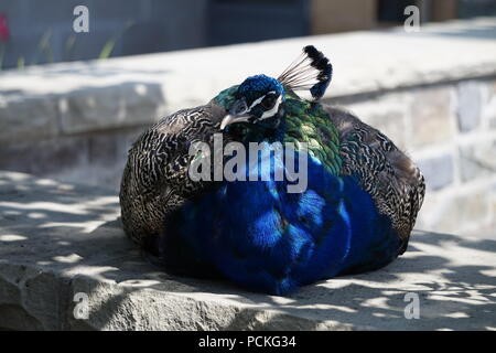 Männlicher Pfauen, Zoo Calgary, Calgary, Alberta, Kanada Stockfoto