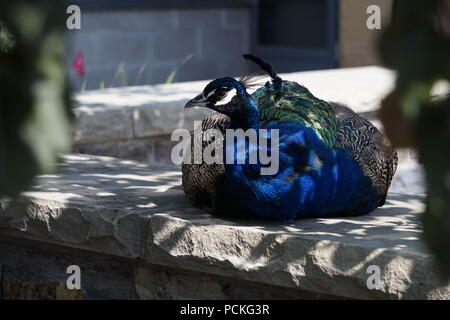 Männlicher Pfauen, Zoo Calgary, Calgary, Alberta, Kanada Stockfoto