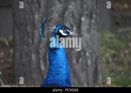 Männlicher Pfauen, Zoo Calgary, Calgary, Alberta, Kanada Stockfoto