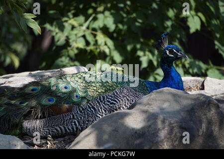 Männlicher Pfauen, Zoo Calgary, Calgary, Alberta, Kanada Stockfoto