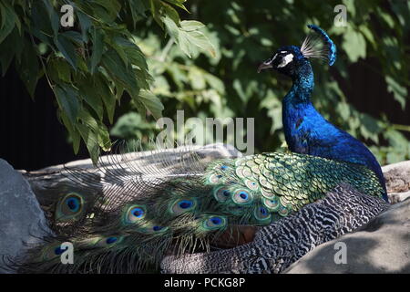 Männlicher Pfauen, Zoo Calgary, Calgary, Alberta, Kanada Stockfoto