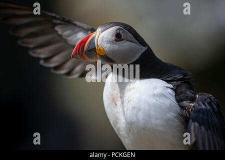 Papageitaucher (Fratercula arctica) mit Flügel Links ausgestreckt, Lunga, Schottland Stockfoto