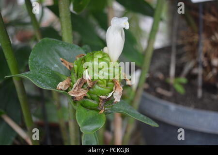 Costus Anlage Stockfoto
