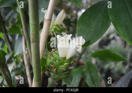 Costus Anlage Stockfoto