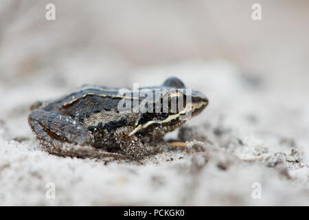 Jungen Moorfrosch (Rana arvalis), Emsland, Niedersachsen, Deutschland Stockfoto