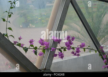 Cattleya Orchideen Stockfoto