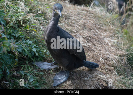 Juvenile Krähenscharben (Phalacrocorax aristotelis) stehen auf Gras bedeckt Klippe, Lunga, Schottland Stockfoto