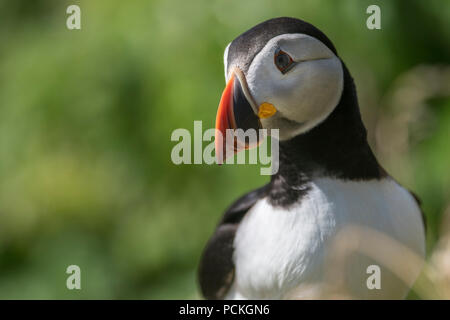 Papageitaucher (Fratercula arctica) an die Seite der Suche mit weichen, grünen Hintergrund, Lunga, Schottland Stockfoto