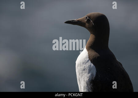 Gezügelte Trottellumme (Uria aalge), Lunga, Schottland Stockfoto