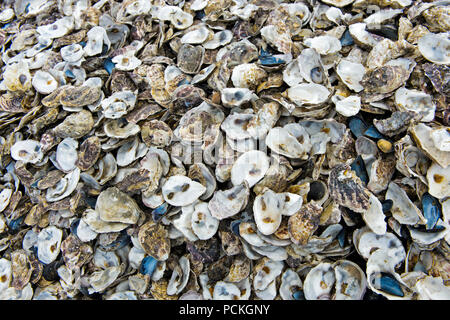 Leere Wahr oystersshells in einer Rasse (Ostreidae), Leucate, Département Aude, Frankreich Stockfoto