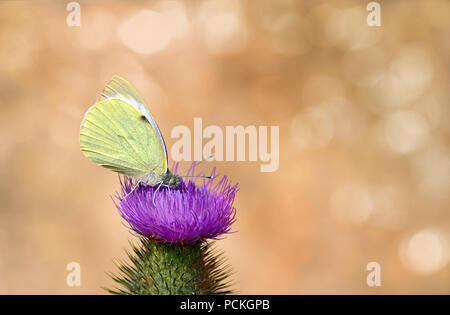 Kleiner Kohlweißling (Pieris rapae) sitzt auf Creeping Thistle (Cirsium arvense), Schleswig-Holstein, Deutschland Stockfoto