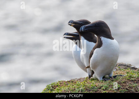 Trio Tordalk (Alca torda) nach rechts auf einer Klippe, Lunga, Schottland suchen Stockfoto