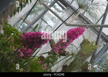 Sommerflieder Stockfoto