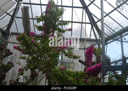 Sommerflieder Stockfoto