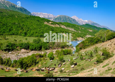 Ziege-herde, Fluss Vjosa, Obere Vjosa Tal, in der Nähe von Nemërçka Çarçovë, Berge, Gjirokastra, Gjirokastër, Albanien Stockfoto